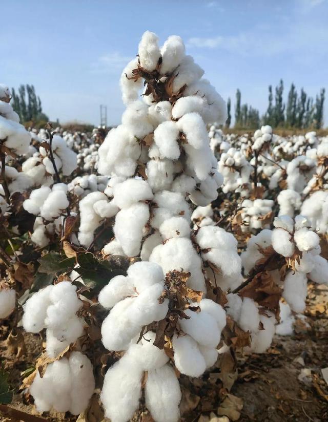 荷兰主场大捷，乌兹别克斯坦遭遇劲敌